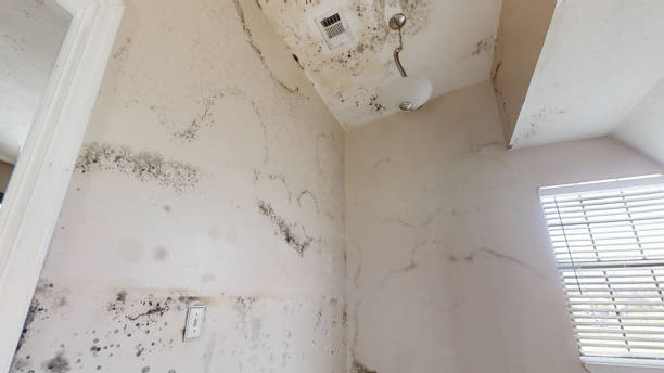 Trusted Scotland Neck, NC Mold Removal Experts